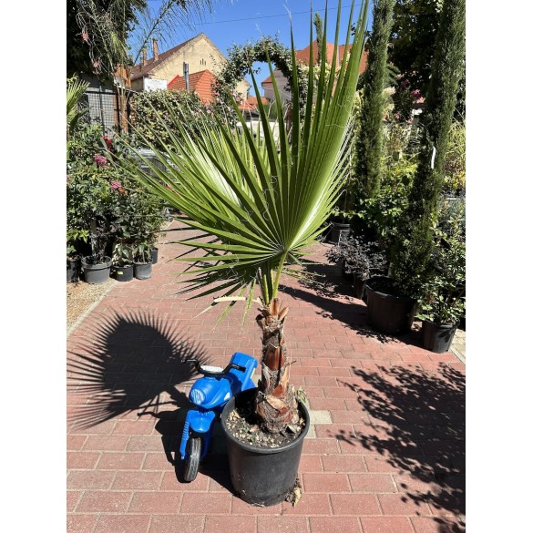 Washingtonia Robusta