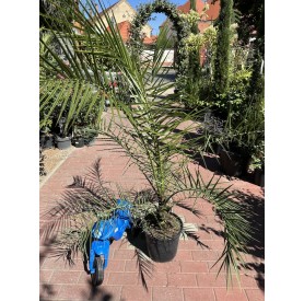 Phoenix Canariensis