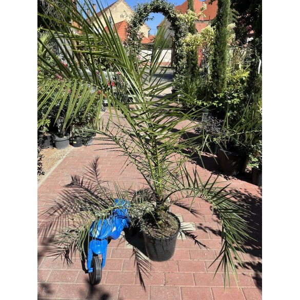 Phoenix Canariensis