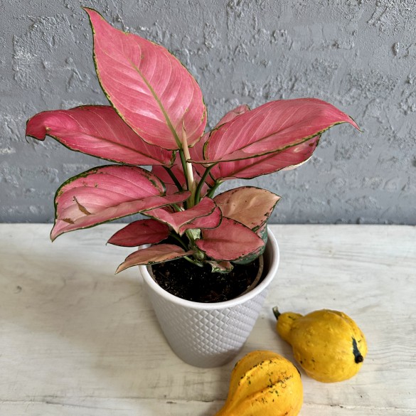 Aglaonema other Pink Star