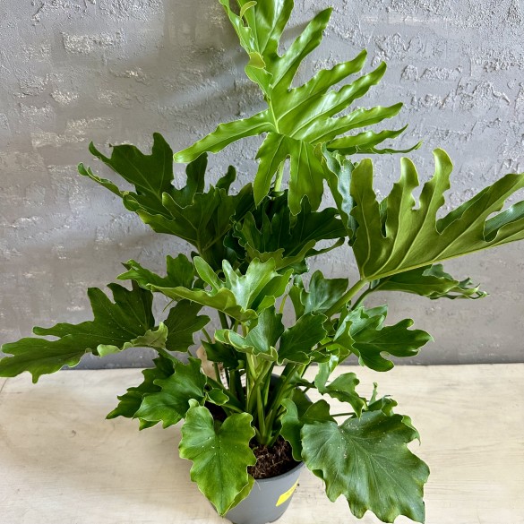 Philodendron Little Hope