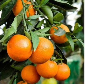 Citrus reticulata