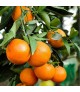 Citrus reticulata