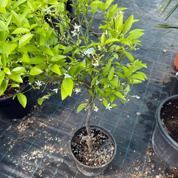 Citrus reticulata