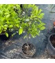 Citrus reticulata
