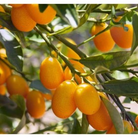 Citrus fortunella margarita