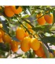 Citrus fortunella margarita