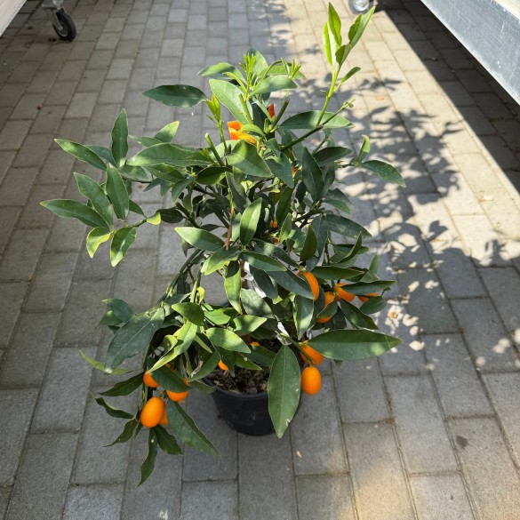 Citrus fortunella margarita
