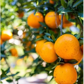 Citrus Sinensis arancio
