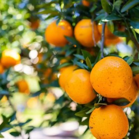 Citrus Sinensis arancio