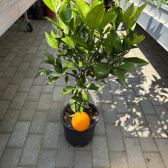 Citrus Sinensis arancio