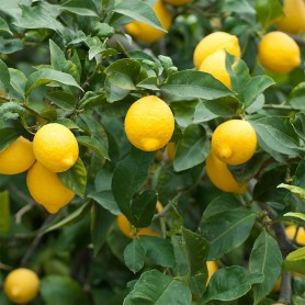 Citrus x limon