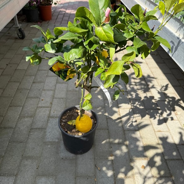 Citrus x limon