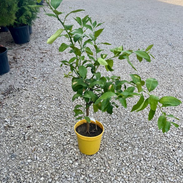 Citrus Cedro Maxima