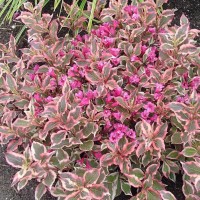 Weigela 'All Summer Monet'
