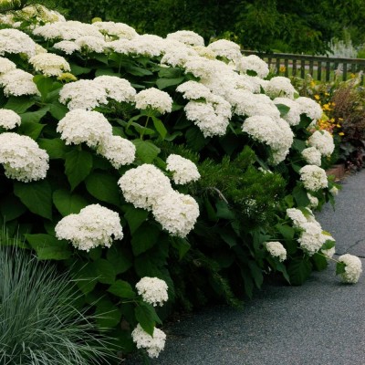 Hydrangea arborescens 'Annabelle' - Cserjés hortenzia