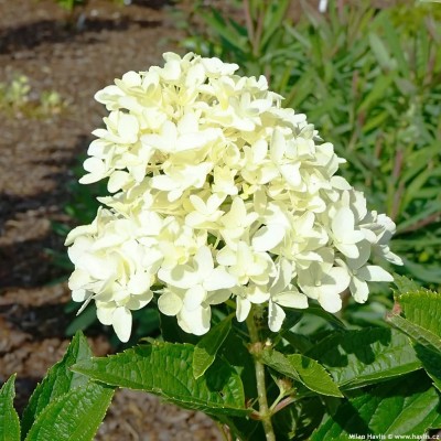 Hydrangea paniculata 'Whitelight' - Bugás hortenzia