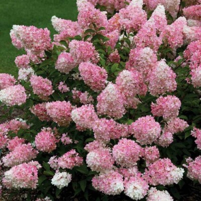 Hydrangea paniculata 'Vanille Fraise' - Bugás hortenzia