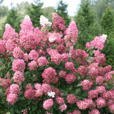 Hydrangea paniculata 'Fire Light' - Bugás hortenzia