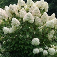 Hydrangea paniculata 'Phantom'