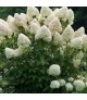 Hydrangea paniculata 'Phantom' - Bugás hortenzia