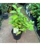 Hydrangea paniculata 'Phantom' - Bugás hortenzia