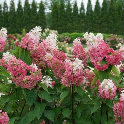 Hydrangea paniculata 'Pinky Winky' - Bugás hortenzia