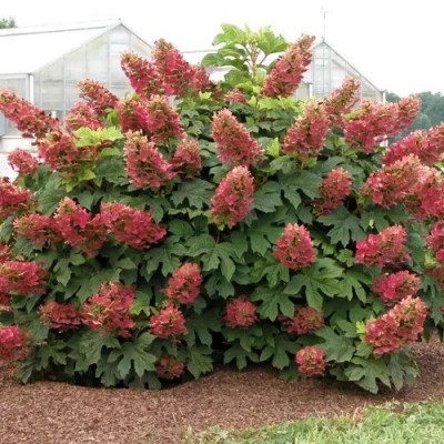Hydrangea quercifolia 'Ruby Slippers' - Tölgylevelű hortenzia