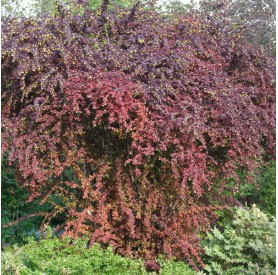 Berberis 'Superba' - Japán borbolya