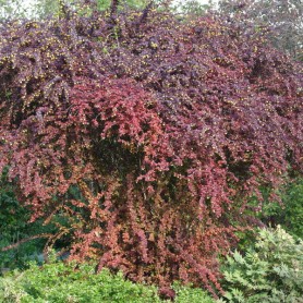 Berberis 'Superba' - Japán borbolya