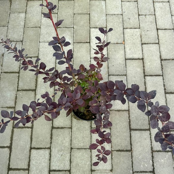 Berberis 'Superba' - Japán borbolya