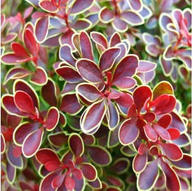 Berberis 'Admiration' - Japán borbolya