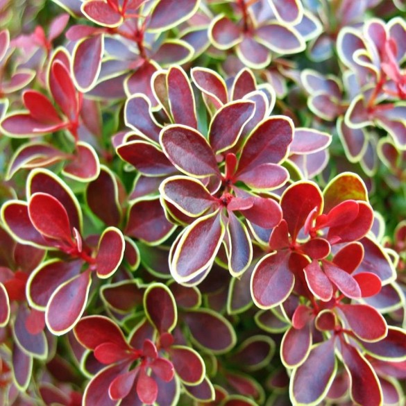 Berberis 'Admiration' - Japán borbolya