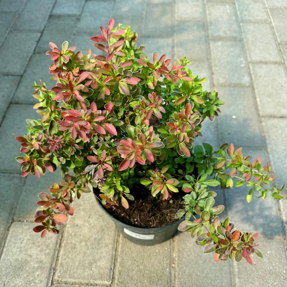 Berberis 'Admiration' - Japán borbolya
