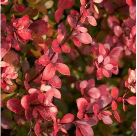 Berberis 'Atropurpurea Nana' - Japán borbolya