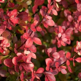 Berberis 'Atropurpurea Nana' - Japán borbolya