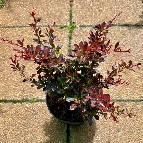 Berberis 'Atropurpurea Nana' - Japán borbolya