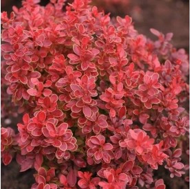 Berberis 'Coral' - Japán borbolya