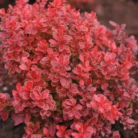 Berberis 'Coral' - Japán borbolya