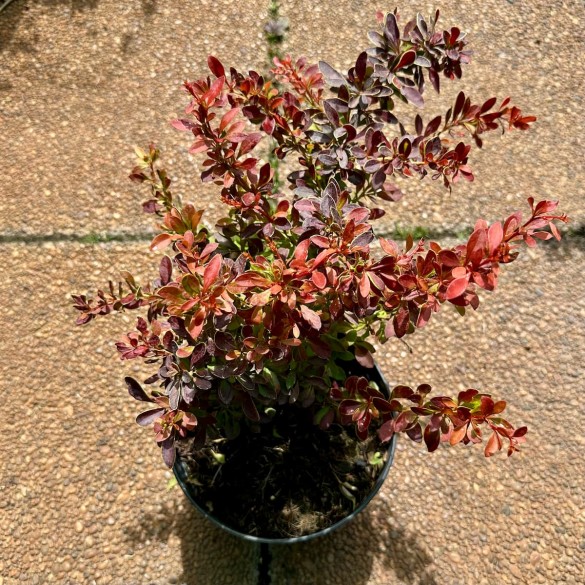 Berberis 'Coral' - Japán borbolya