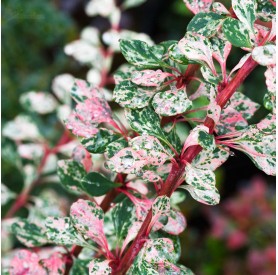 Berberis 'Natasza' - Japán borbolya