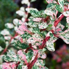Berberis 'Natasza' - Japán borbolya