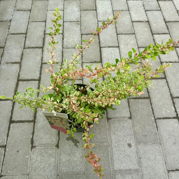 Berberis 'Natasza' - Japán borbolya