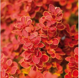 Berberis 'Orange Ice' - Japán borbolya