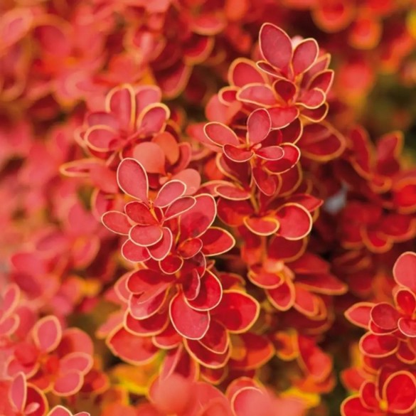Berberis 'Orange Ice' - Japán borbolya