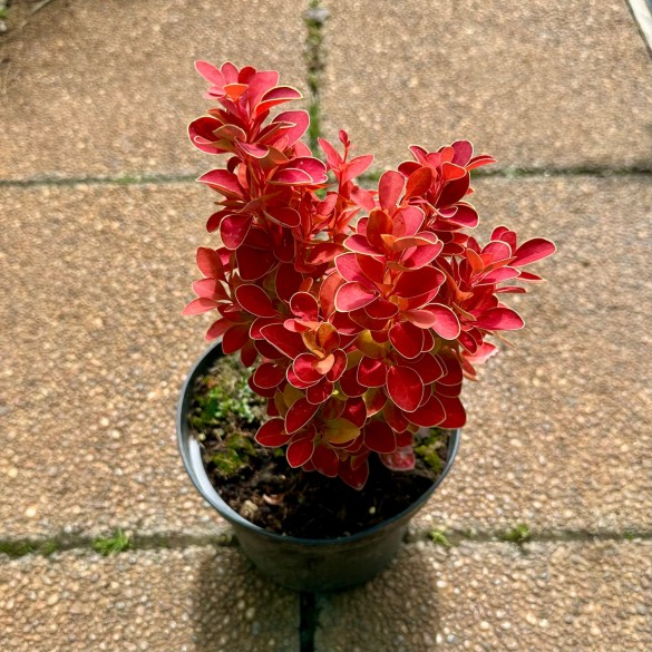 Berberis 'Orange Ice' - Japán borbolya