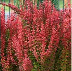 Berberis 'Orange Rocket' - Japán borbolya