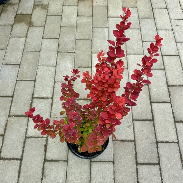 Berberis 'Orange Rocket' - Japán borbolya