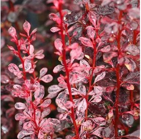 Berberis 'Rosy Rocket' - Japán borbolya
