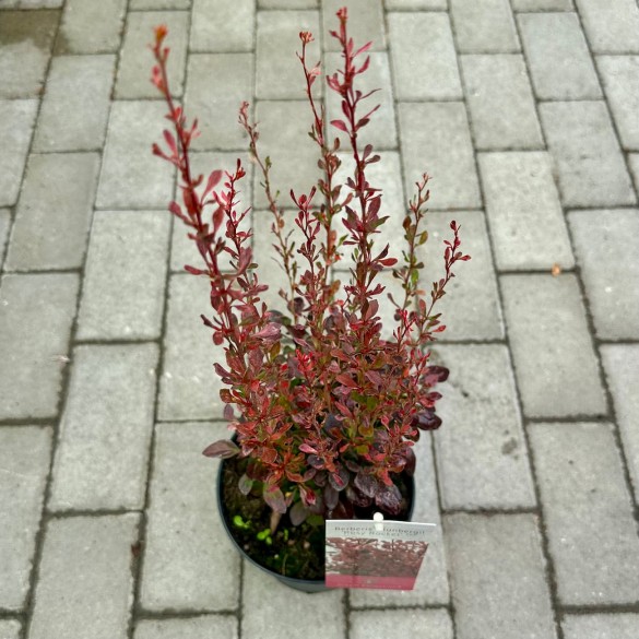 Berberis 'Rosy Rocket' - Japán borbolya